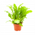 Asplenium Campio - Vogelnestvaren - p12 h30 - Groene kamerplanten - biezen voor