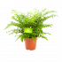 Asplenium Parvati - Moedervaren - p12 h35 - Groene kamerplanten - biezen voor