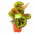 Begonia Masoniana Rock - p12 h30 - Groene kamerplanten - biezen voor