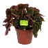 Begonia Rex Ferox - p17 h30 - kamerplant - Groene kamerplanten - biezen voor
