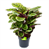 Calathea Angela - Livingplant - p27 h80 - Groene kamerplanten - biezen voor