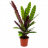 Calathea Insigne - Livingplant - p17 h65 - Groene kamerplanten - biezen label