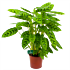 calathea leopardina-schaduwplant-groene kamerplanten-potmaat 17cm-hoogte 70cm-biezen-label