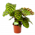 Calathea Makoyana - Pauwenplant - p14 h45 - Groene kamerplanten - biezen voor