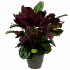 calathea medaillon schaduwplant - groene kamerplanten - potmaat 32cm - hoogte 80cm - biezen - links