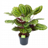 Calathea Mysty - Livingplant - p27 h80 - Groene kamerplanten - biezen voor