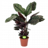Calathea Ornata - Livingplant - Schaduwplant - p19 h75 - Groene kamerplanten - biezen voor