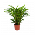Calathea Rufibarba Bluegrass - Pauwenplant - p17 h65 - Groene kamerplanten - biezen voor