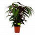 calathea rufibarba wavestar-pauwenplant-groene kamerplanten-potmaat 21cm-hoogte 85cm-biezen-label