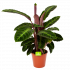 Calathea Warcewiczii - Livingplant - p19 h75 - Groene kamerplanten - biezen voor