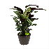 Calathea Whitestar - Schaduwplant - p32 h80 - Groene kamerplanten - biezen voor