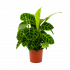 Calathea Zebrina - Livingplant - p14 h50 - Groene kamerplanten - biezen voor