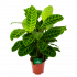 Calathea Zebrina - Livingplant - p19 h65 - Groene kamerplanten - biezen label