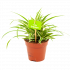 Chlorophytum Comosum Ocean - Graslelie - p12 h20 - Groene kamerplanten - biezen voor