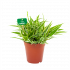 chlorophytum comosum ocean-graslelie-groene kamerplanten-potmaat 15cm-hoogte 30cm-biezen-label