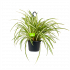 Chlorophytum Comosum Variegatum - Graslelie - in Hangpot - p17 h35 - Hangende kamerplanten - biezen voor