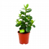 Clusia Rosea Green Magic - Varkensboom - p17 h55 - Groene kamerplanten