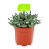 crassula tenelli-cactussen-vetplanten-potmaat 11cm-hoogte 15cm-biezen-label