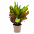 croton codiaeum variegatum excellent-wonderstruik-groene kamerplanten-potmaat 13cm-hoogte 45cm-biezen-label