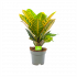 Croton Codiaeum Variegatum 'Petra' - Wonderstruik - p17 h40 - Groene kamerplanten - biezen voor