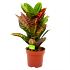 croton codiaeum variegatum petra-wonderstruik-groene kamerplanten-potmaat 19cm-hoogte 60cm-biezen-label