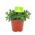 delosperma echinatum-augurkenplantje-groene kamerplanten-potmaat 12cm-hoogte 15cm-biezen-label