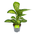 Dieffenbachia Seguine 'Reeva' - p17 h50 - Kamerplant - Groene kamerplanten - biezen voor