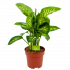 Dieffenbachia Seguine 'Reeva' - p24 h90 - Groene kamerplanten - biezen voor