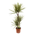 Dracaena Marginata Sunray - Op stam - Drakenbloedboom - p21 h120 - Kamerplant