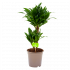 dracaena compacta-op stam-drakenbloedboom-groene kamerplanten-potmaat 17cm-hoogte 55cm-biezen-label