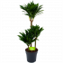 Dracaena Compacta - Op stam - Drakenbloedboom - p21 h100 - Groene kamerplanten - biezen voor