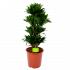 Dracaena Compacta - Vertakt - Drakenbloedboom - p27 h100 - Groene kamerplanten  - biezen voor
