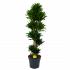 Dracaena Compacta - Vertakt - Drakenbloedboom - p34 h170 - Groene kamerplanten - biezen voor
