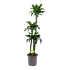 Dracaena Dorado - Op stam - Drakenbloedboom - p24 h140 - Kamerplant - Groene kamerplanten - biezen voor