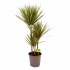 dracaena marginata bicolor-op stam-drakenbloedboom-groene kamerplanten-potmaat 24cm-hoogte 100cm-biezen-label