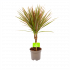 Dracaena Marginata Bicolor - Op stam - Drakenbloedboom - p11 h45 - Groene kamerplanten - biezen voor