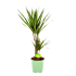 dracaena marginata groen-op stam-drakenbloedboom-groene kamerplanten-potmaat 17cm-hoogte 70cm-biezen-label