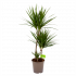 dracaena marginata groen-op stam-drakenbloedboom-groene kamerplanten-potmaat 24cm-hoogte 100cm-biezen-label