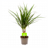 Dracaena Marginata Groen - Op stam - Drakenbloedboom - p11 h45 - Groene kamerplanten - biezen voor