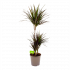 dracaena marginata magenta-op stam-drakenbloedboom-groene kamerplanten-potmaat 24cm-hoogte 100cm-biezen-links
