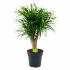 dracaena reflexa anita-enkele stam-drakenbloedboom-groene kamerplanten-potmaat 21cm-hoogte 80cm-biezen-label