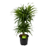 Dracaena Reflexa Anita - Op Stammen - Drakenbloedboom - p24 h100 - Kamerplant - Groene kamerplanten - biezen voor