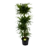 Dracaena Reflexa Anita - Op Stammen - Drakenbloedboom - p30 h135 - Kamerplant - Groene kamerplanten - biezen voor