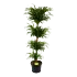 Dracaena Reflexa Anita - Op Stammen - Drakenbloedboom - p30 h150 - Kamerplant - Groene kamerplanten - biezen voor