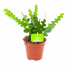 Epiphyllum Anguliger - p12 h30 - Cactussen en vetplanten - biezen voor