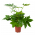 Fatsia Japonica - Vingerplant - p19 h60 - Groene kamerplanten - biezen voor