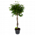 Ficus Benjamina Exotica op gevlochten stam - Treurvijg - p27 h140 - Groene kamerplanten - biezen voor
