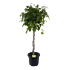 Ficus Benjamina Exotica op gevlochten stam - Treurvijg - p32 h160 - Kamerplant - Groene kamerplanten - biezen voor