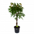 Ficus Binnendijkii Amstel King op gevlochten stam - Treurvijg - p31 h140 - Groene kamerplanten - biezen voor