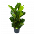 Ficus Lyrata - Tabaksplant - Toef - p34 h120 - Groene kamerplanten - biezen voor